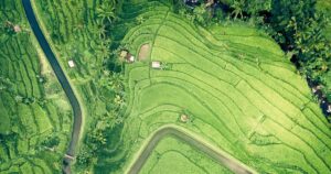 水田に囲まれた日本の集落（空撮）