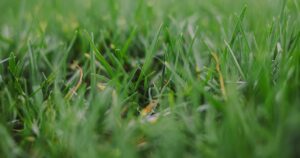 鮮やかな緑色の草が生い茂る庭の芝生のクローズアップ