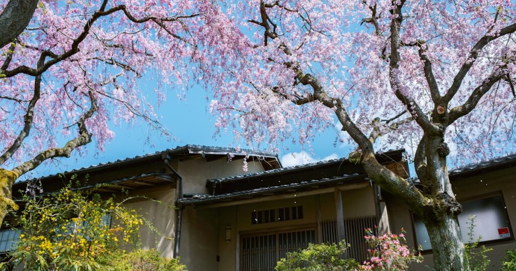 桜の木と伝統的な日本家屋