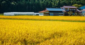 菜の花畑と農家のある明るい田園風景