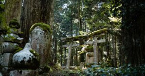 苔に覆われた岩と木々が広がる森