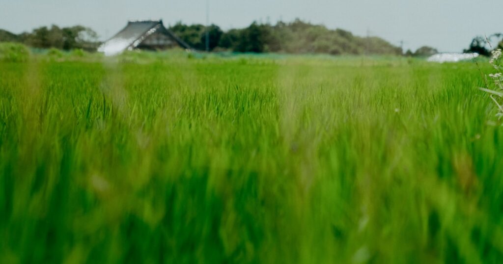 日本の水田・青々とした稲が並ぶ田んぼ