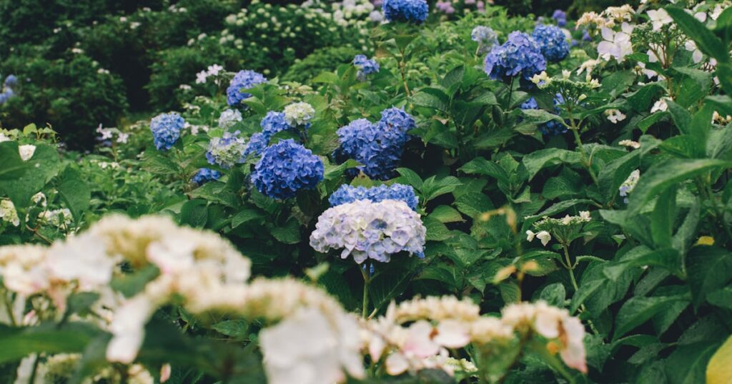 雨粒がついたアジサイの花・梅雨の日本の庭